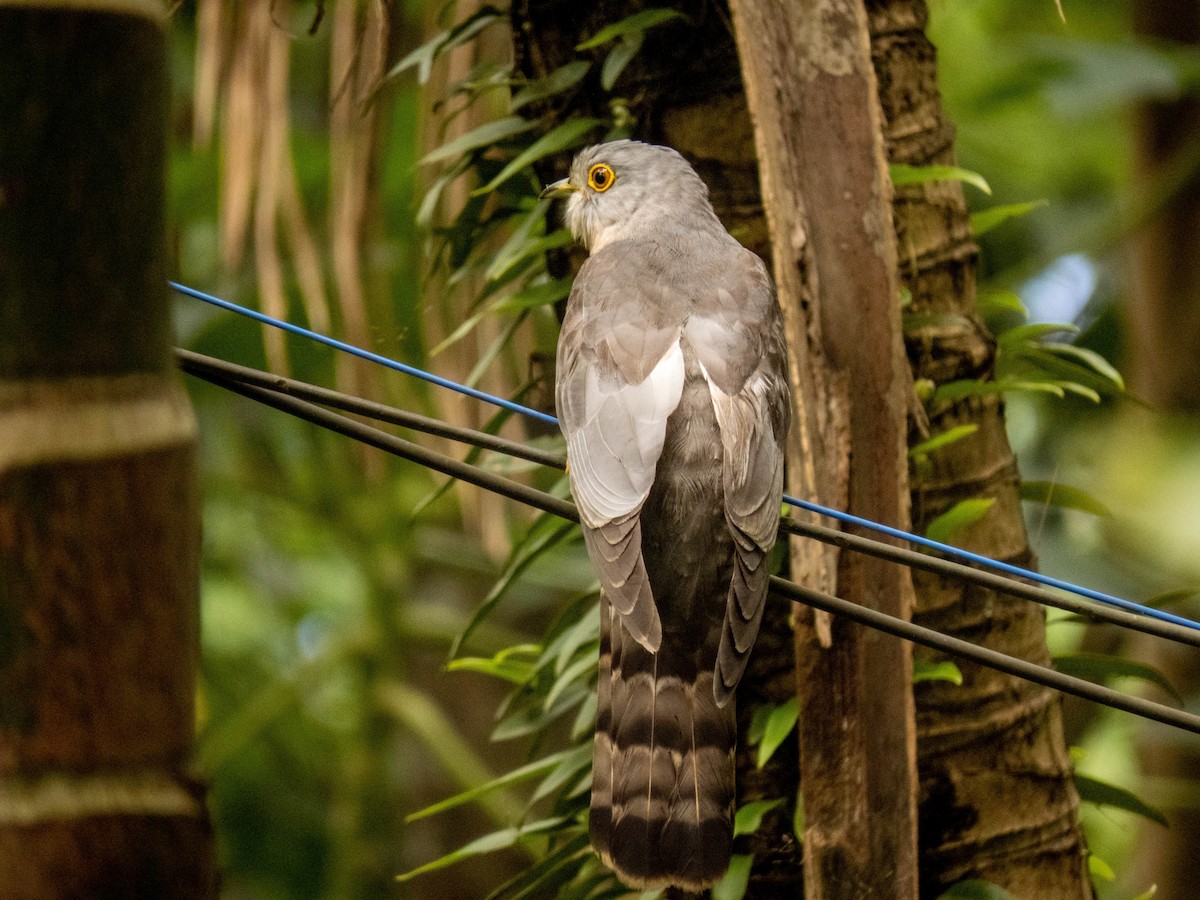 Common Hawk-Cuckoo - shyamkumar puravankara