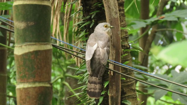 Common Hawk-Cuckoo - ML508143051