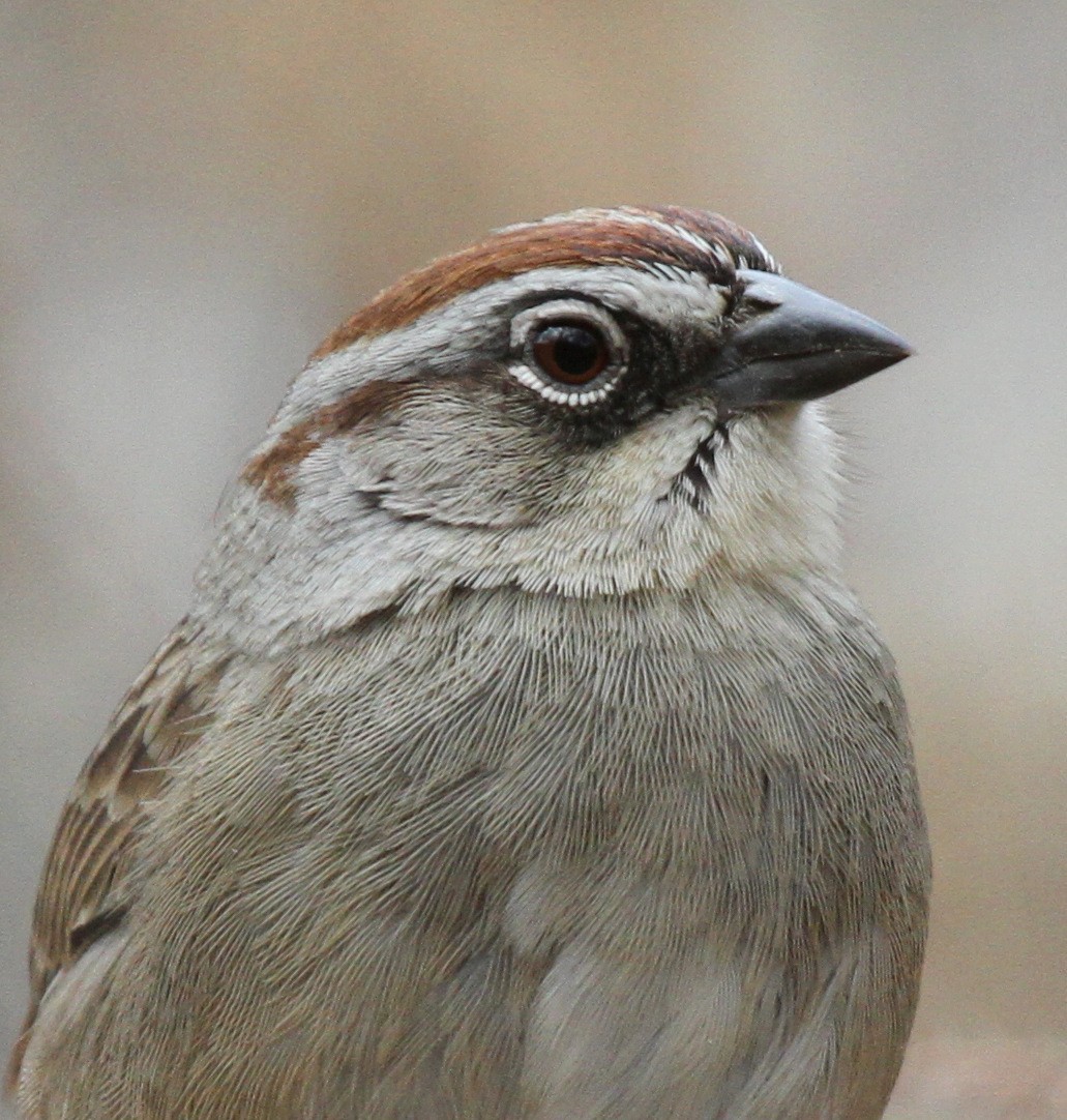 Oaxaca Sparrow - ML50815051