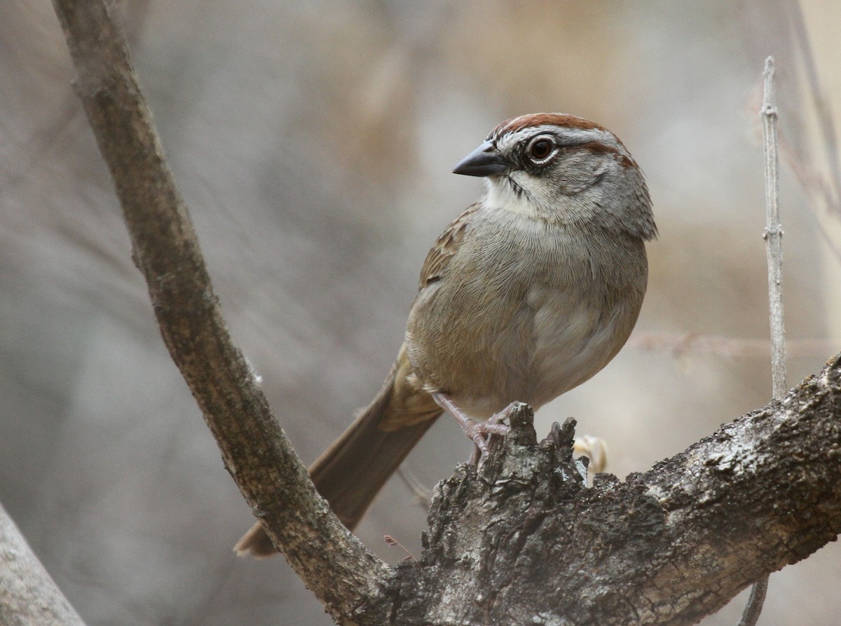 Oaxaca Sparrow - ML50815061
