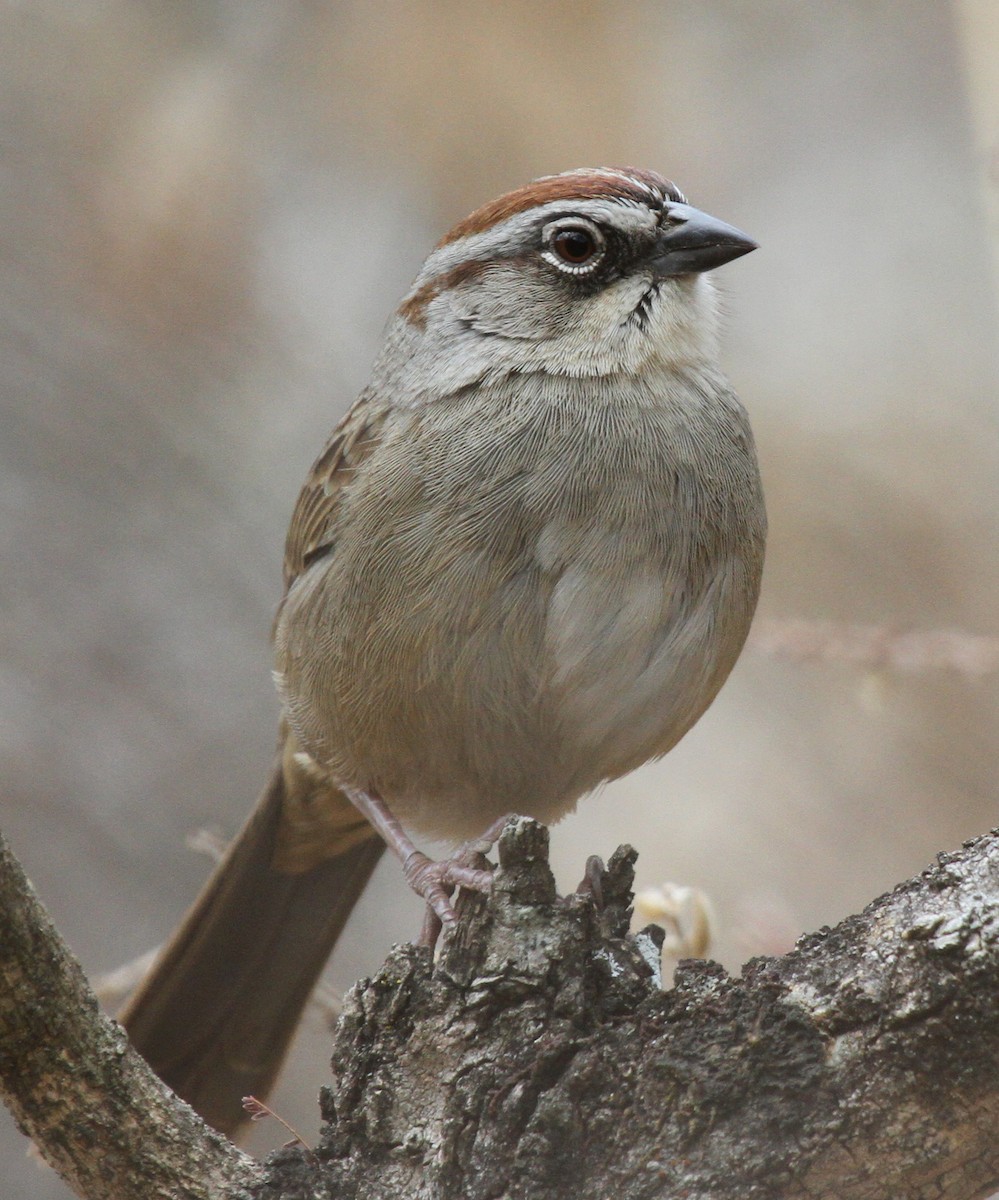 Oaxaca Sparrow - Matthew Grube