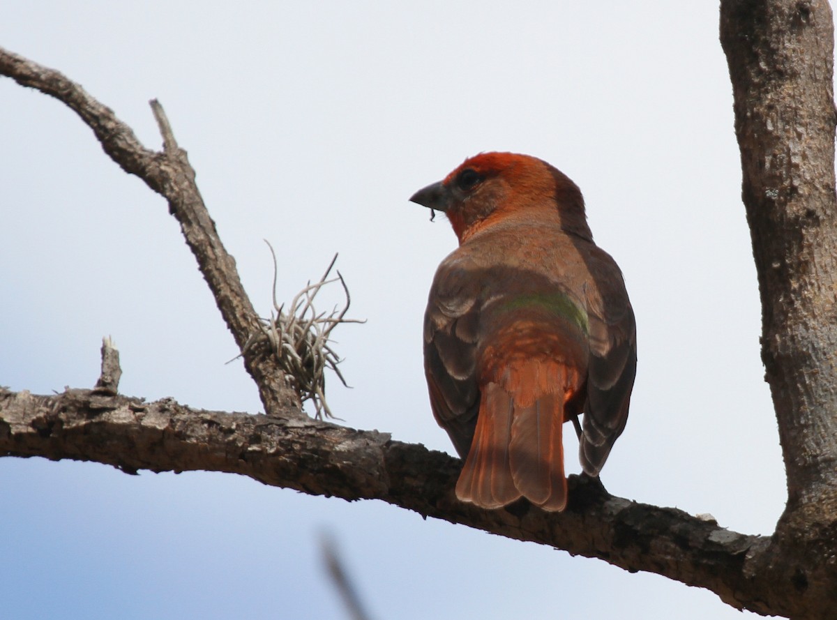 Hepatic Tanager - ML50815101