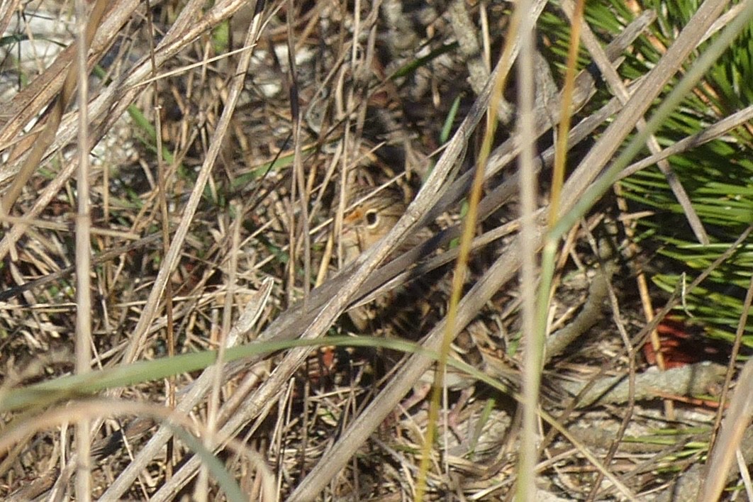 Grasshopper Sparrow - ML508151611