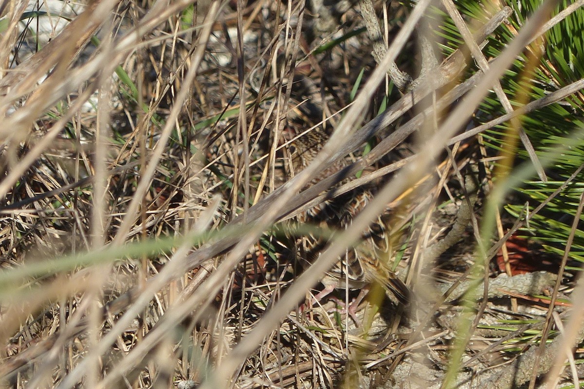 Grasshopper Sparrow - ML508151621