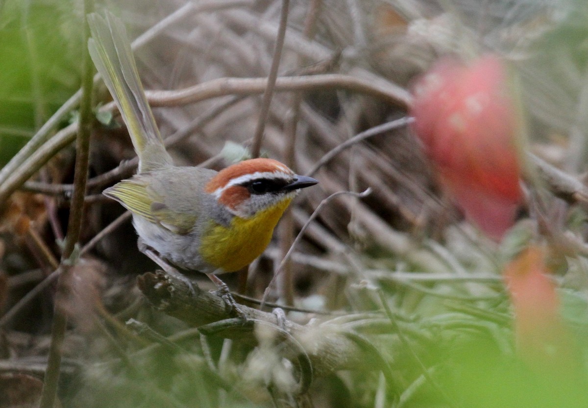 Rufous-capped Warbler - ML50815271