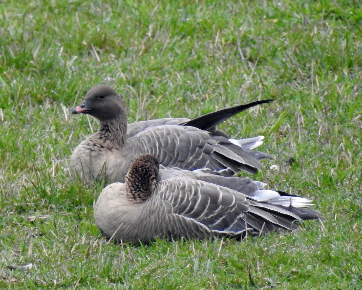 Pink-footed Goose - ML50815691