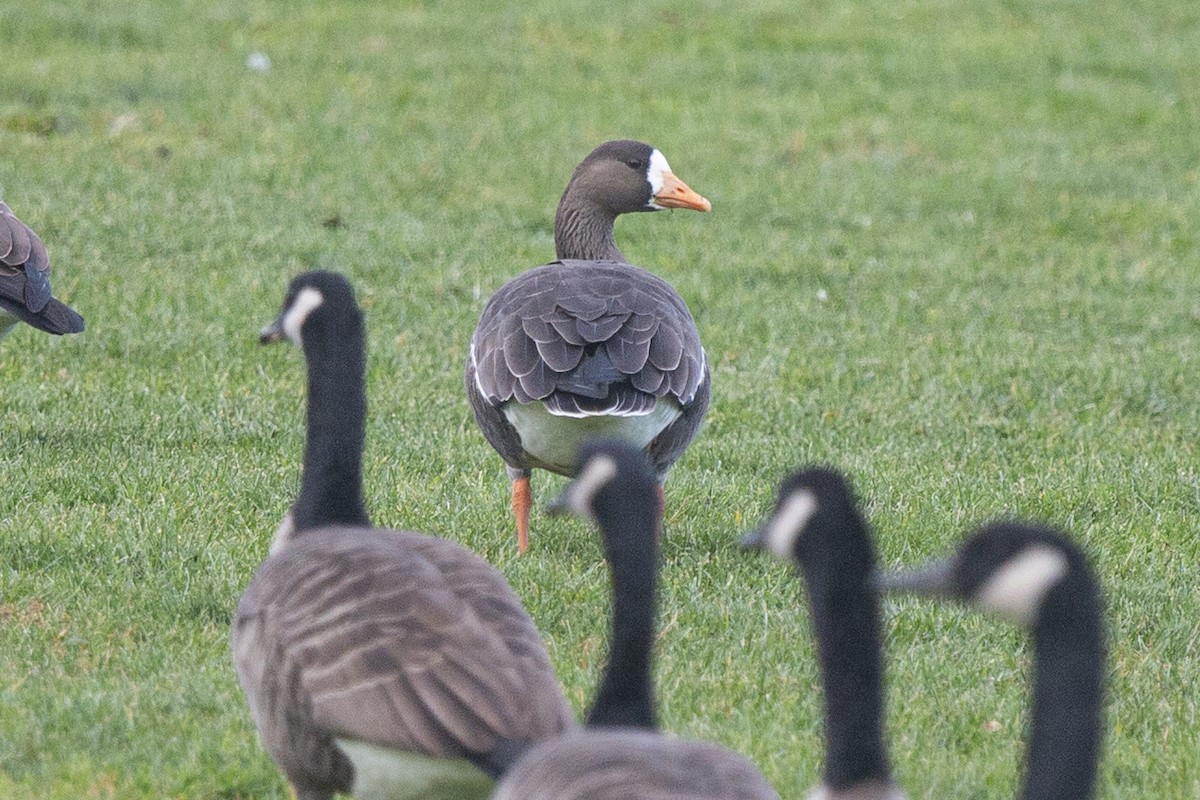 Greater White-fronted Goose - ML508157521