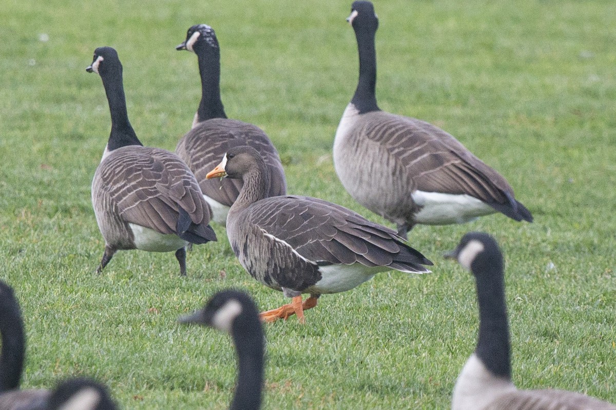 Greater White-fronted Goose - ML508157531
