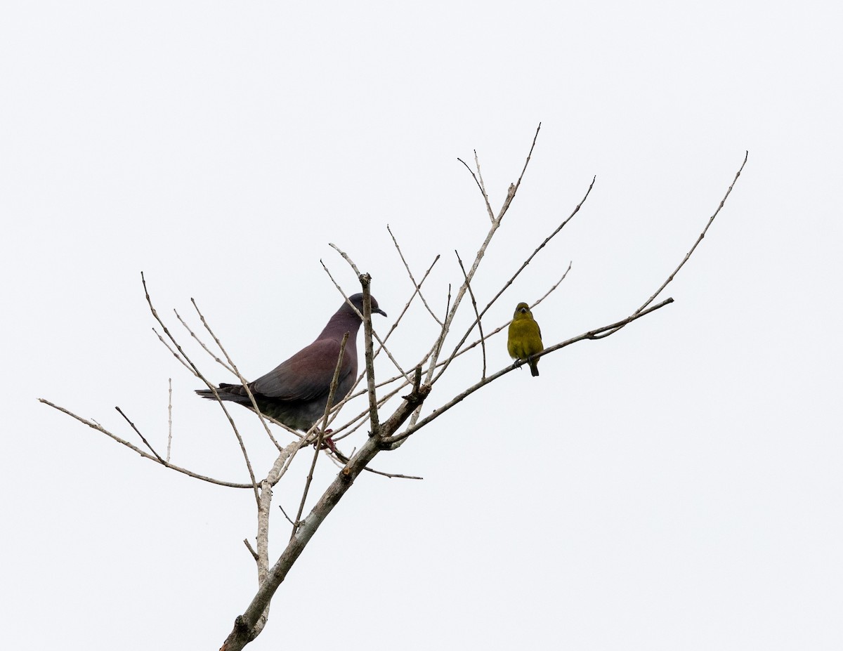Plumbeous Pigeon - ML508158131