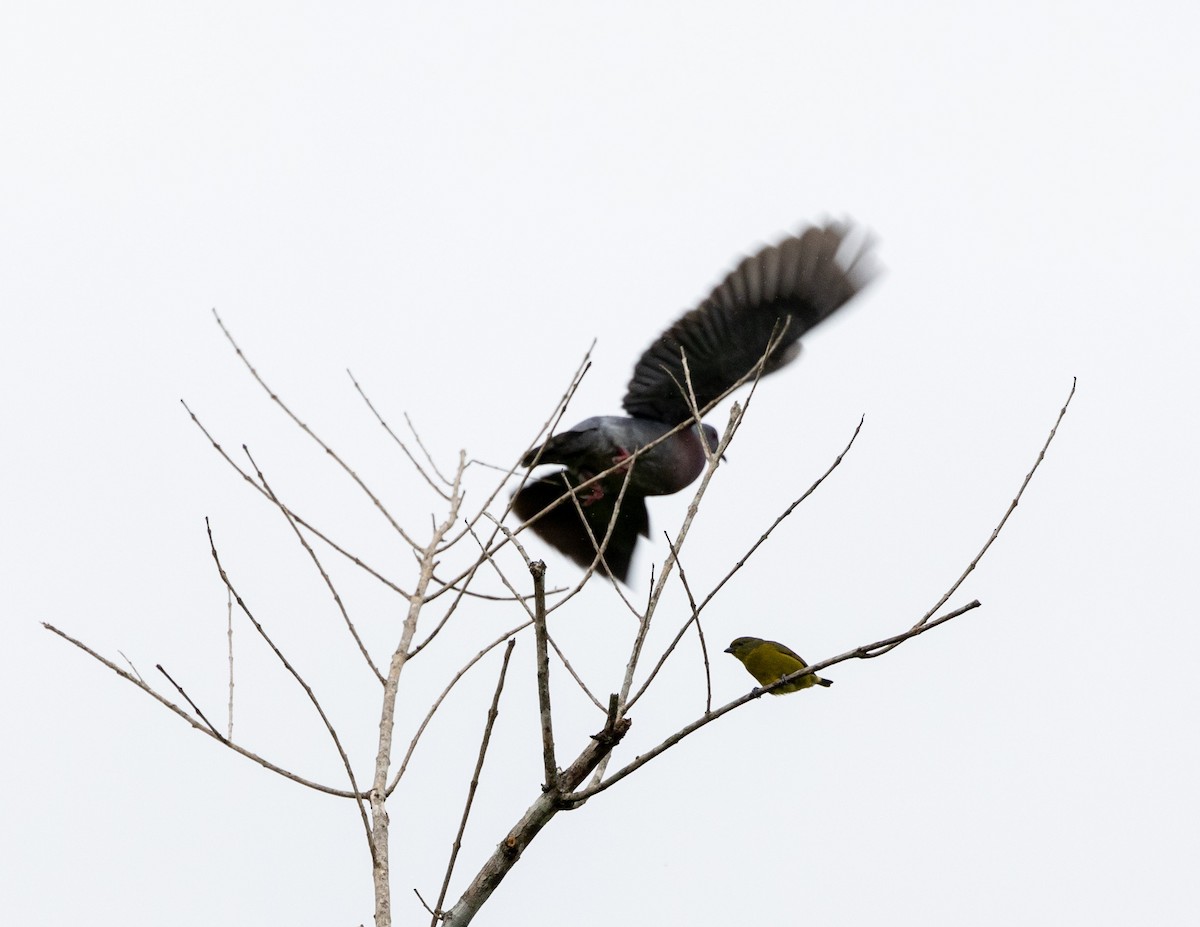 Plumbeous Pigeon - ML508158141