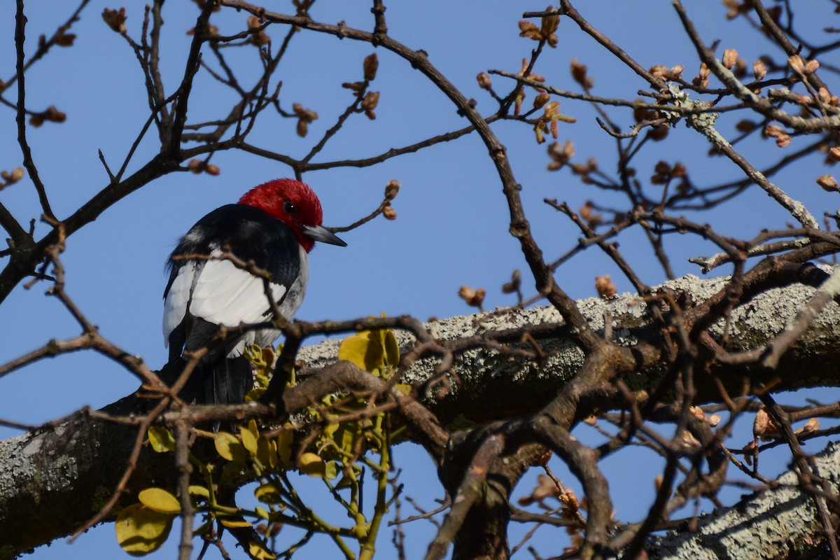 Red-headed Woodpecker - Patrick Maurice
