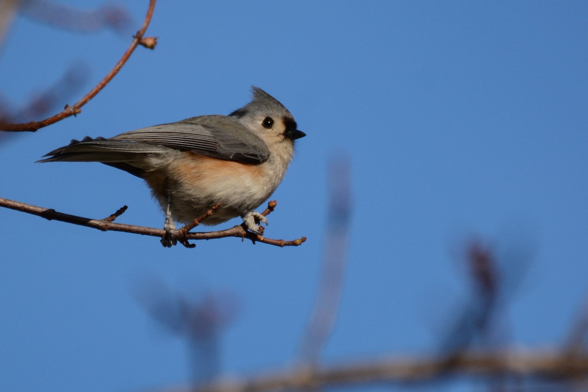 Tufted Titmouse - Patrick Maurice