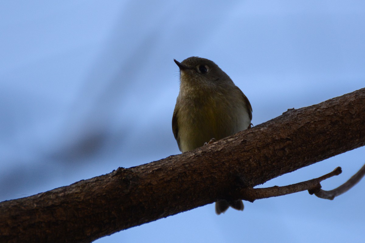 Ruby-crowned Kinglet - Patrick Maurice