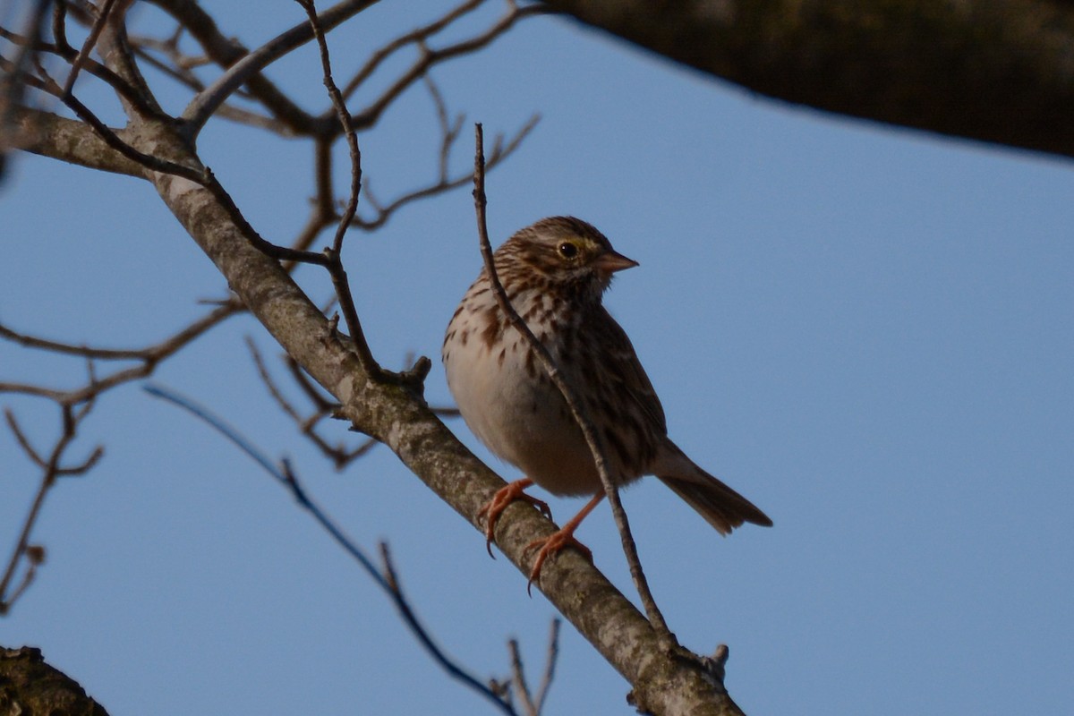 Savannah Sparrow (Savannah) - Patrick Maurice