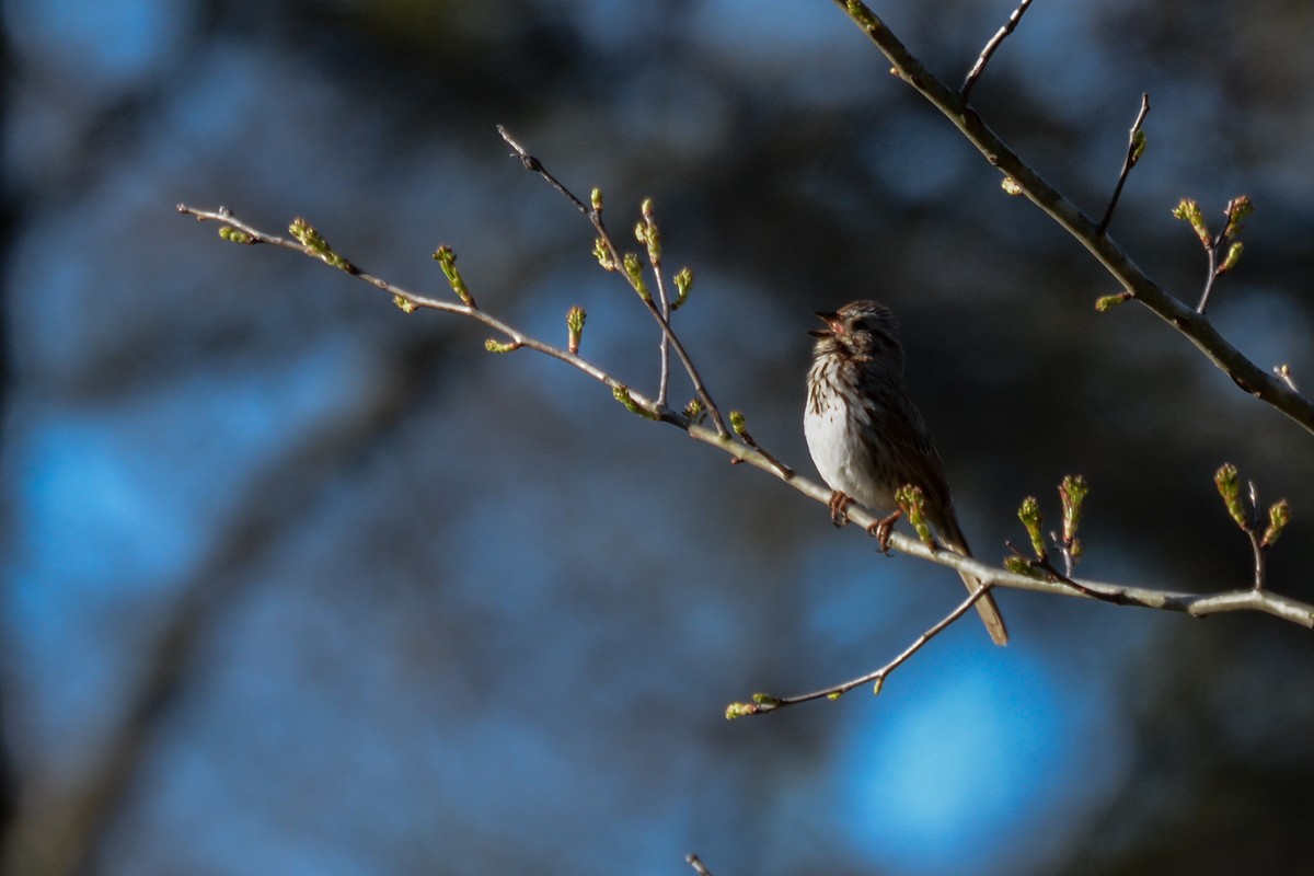 Song Sparrow - Patrick Maurice
