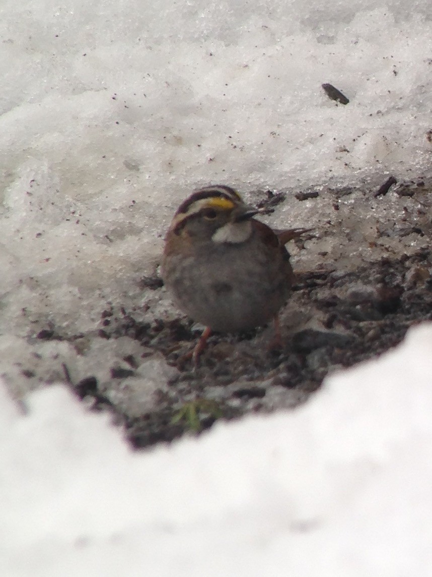 White-throated Sparrow - ML50817021