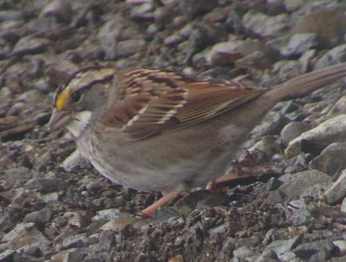 White-throated Sparrow - ML50817031