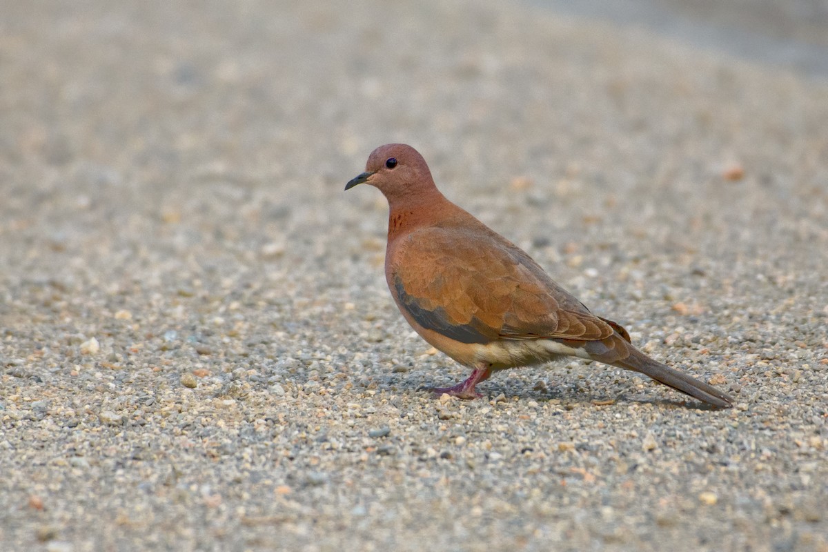 Laughing Dove - ML508178241