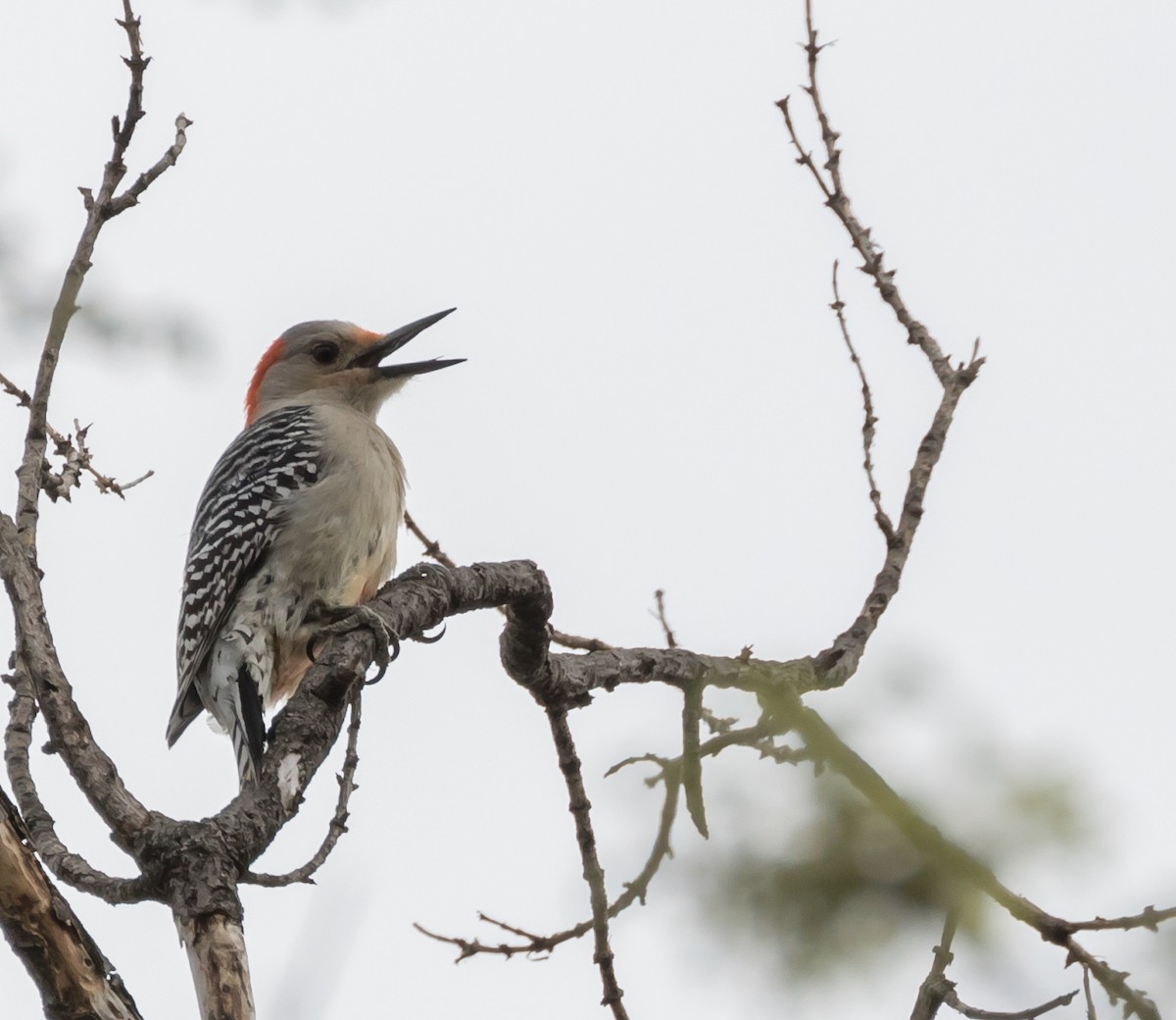 Red-bellied Woodpecker - ML50817871