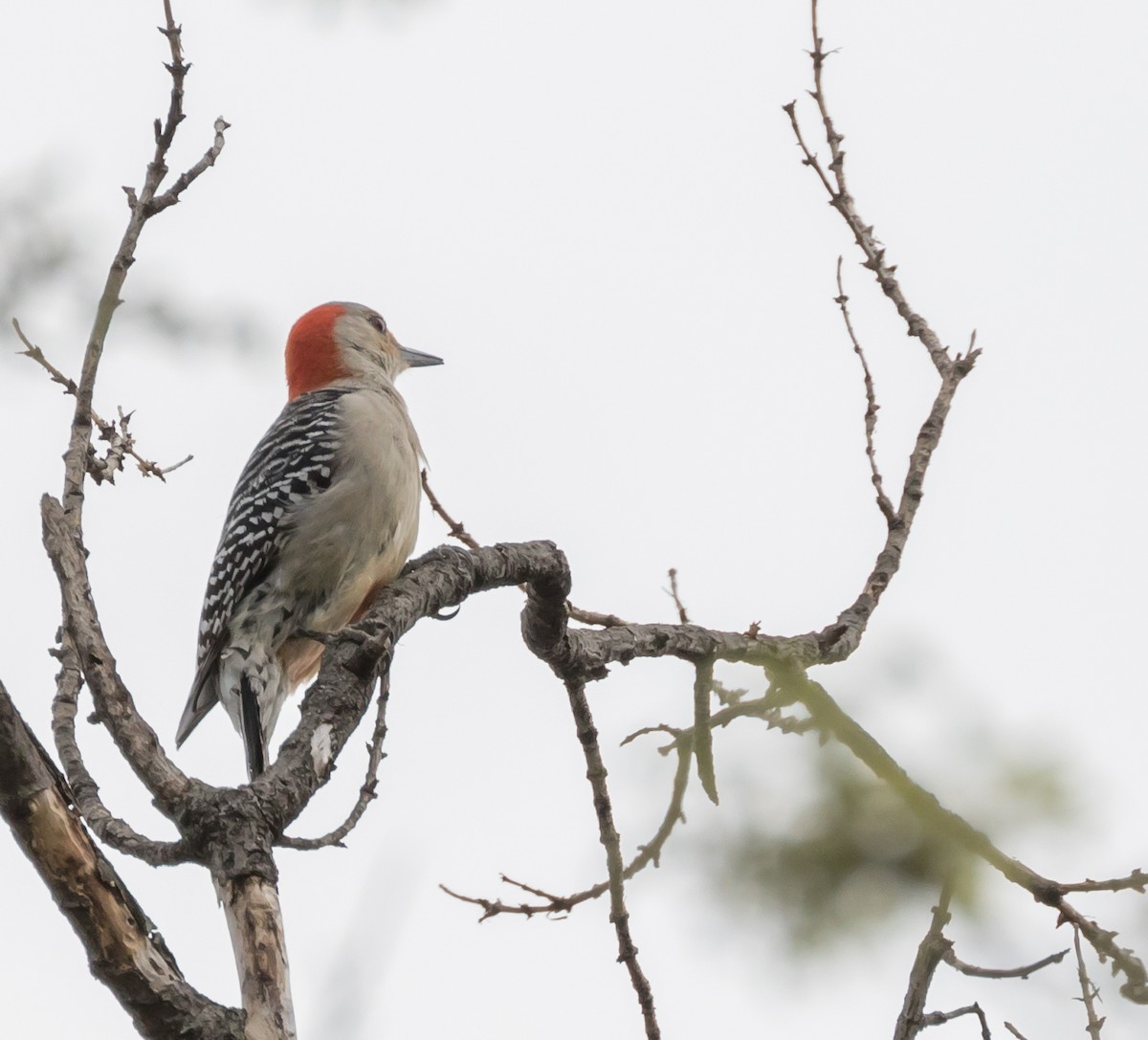 Red-bellied Woodpecker - ML50817881