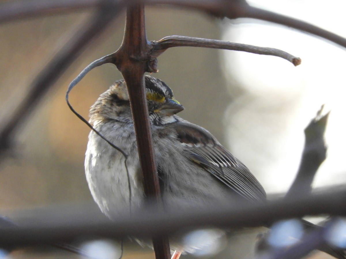 White-throated Sparrow - ML508181641