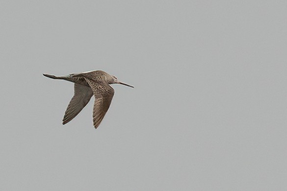 Spotted Redshank - ML508183721