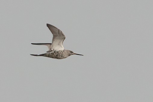 Spotted Redshank - ML508183731
