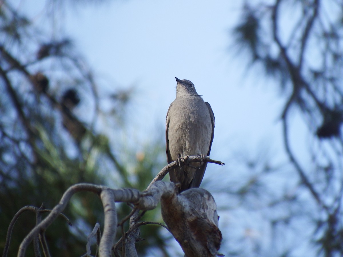 Townsend's Solitaire - ML508185271