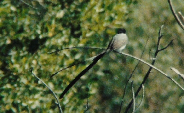 Fork-tailed Flycatcher - ML508185521