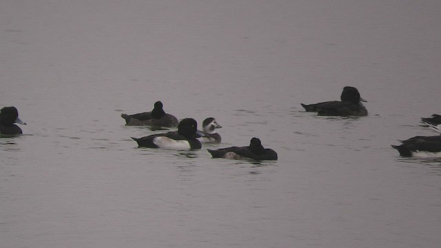 Long-tailed Duck - ML508186921