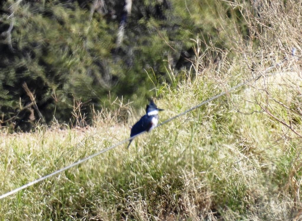 Belted Kingfisher - ML508191451