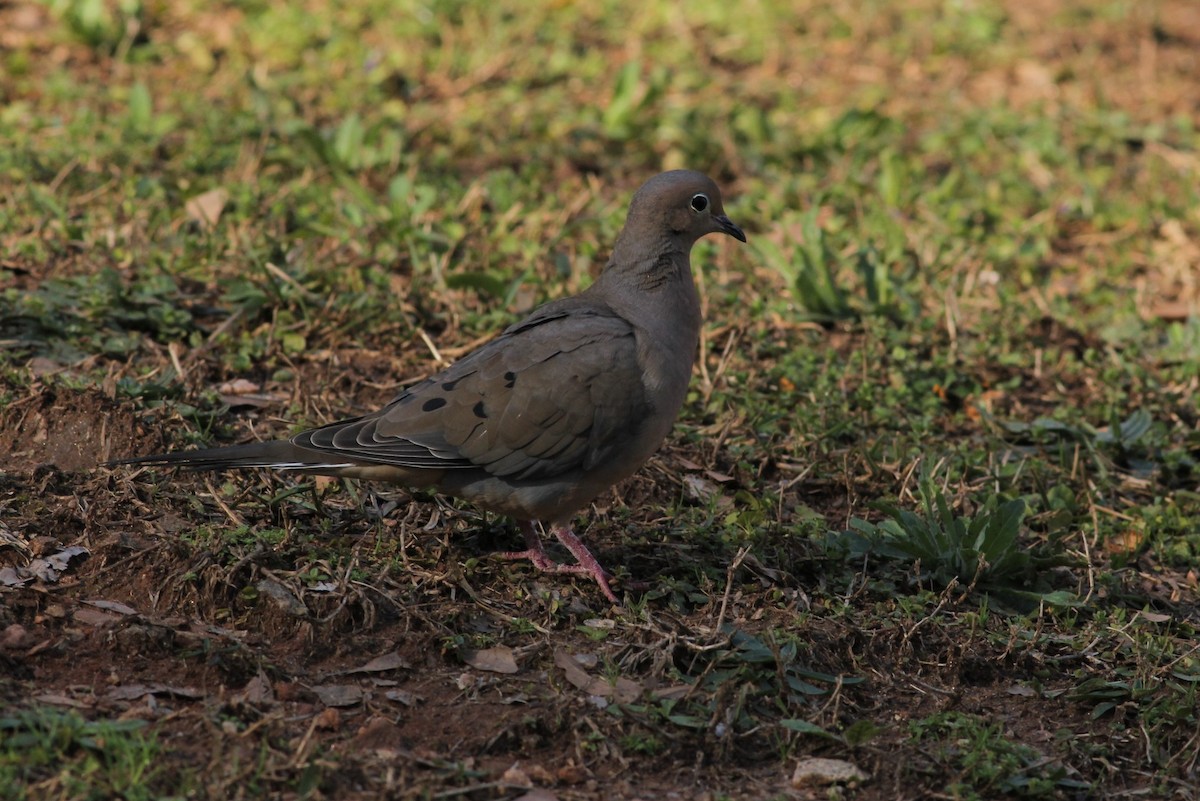 Mourning Dove - Angus Pritchard