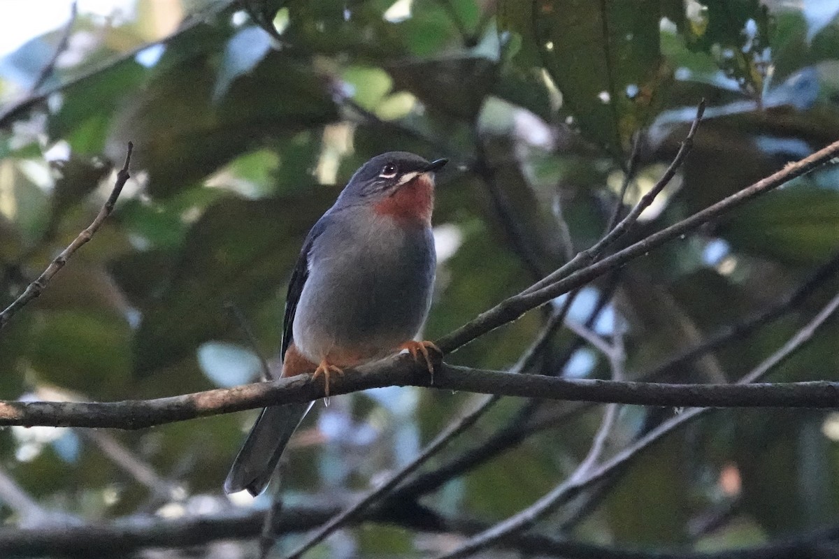 Rufous-throated Solitaire - ML508192981