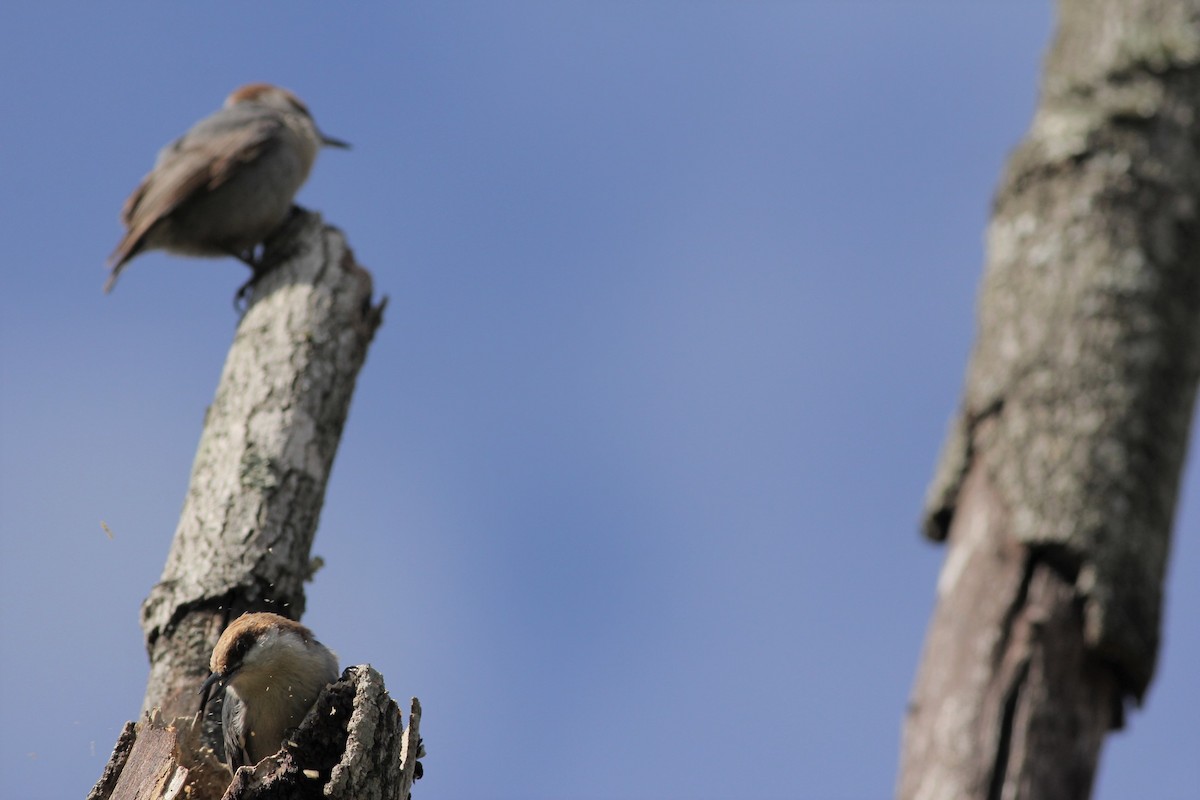 Brown-headed Nuthatch - ML50819371