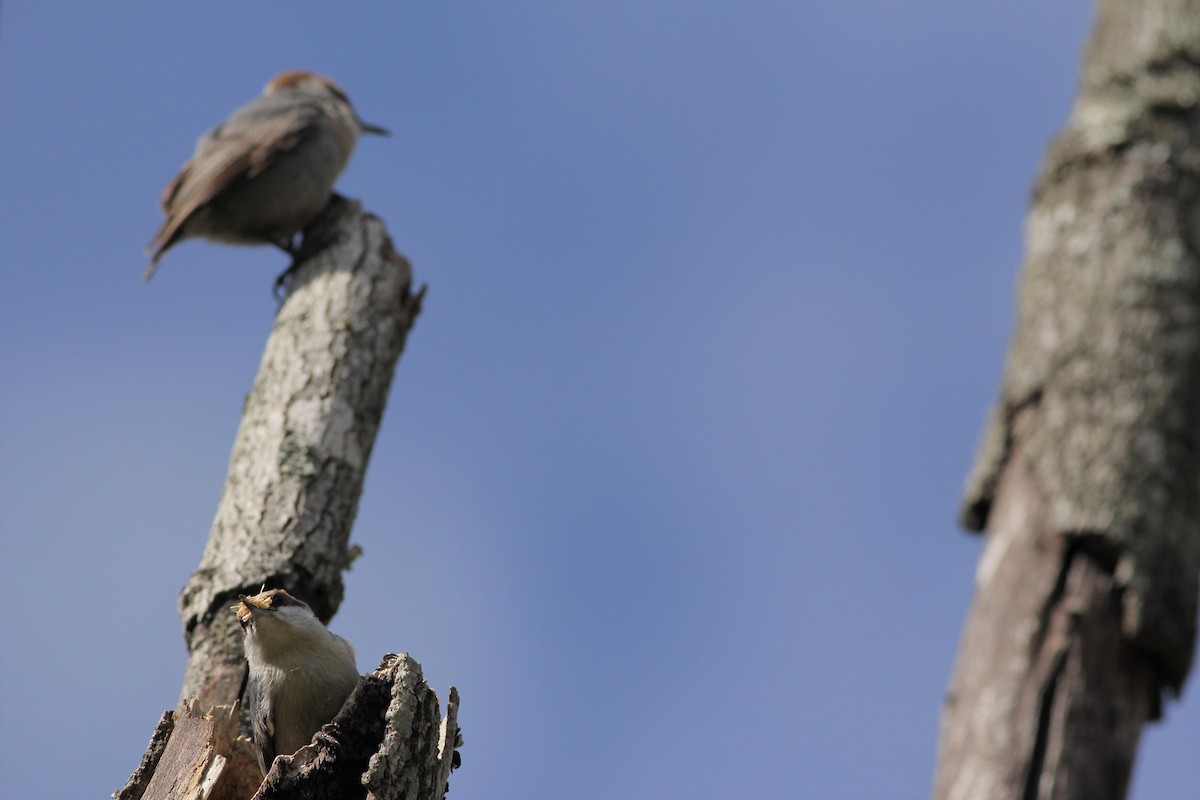 Brown-headed Nuthatch - ML50819381