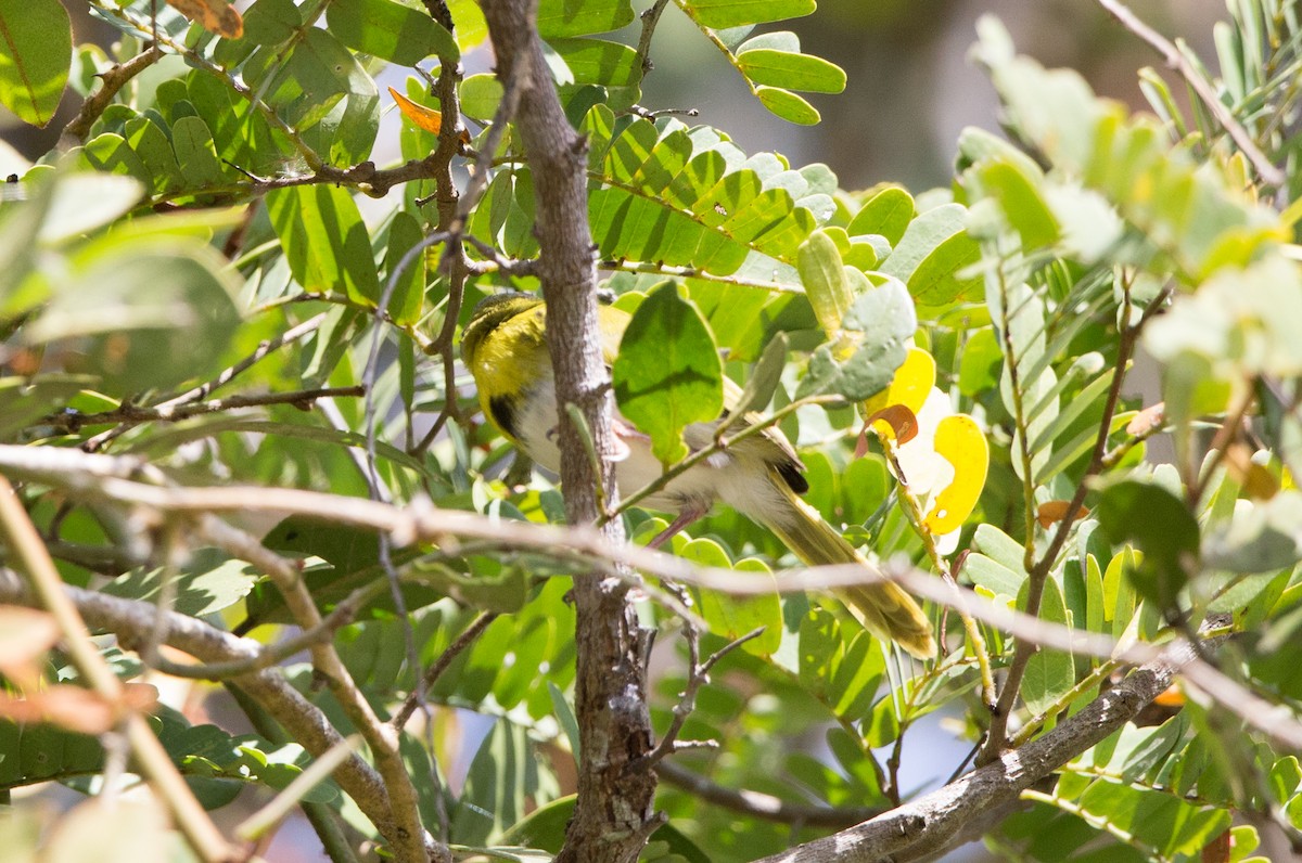 Yellow-breasted Apalis - ML508193971