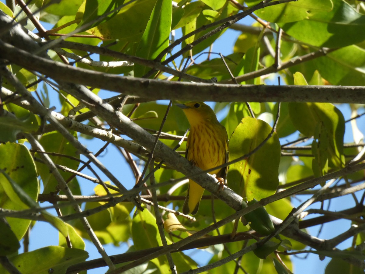 Yellow Warbler (Northern) - Noam Pagany