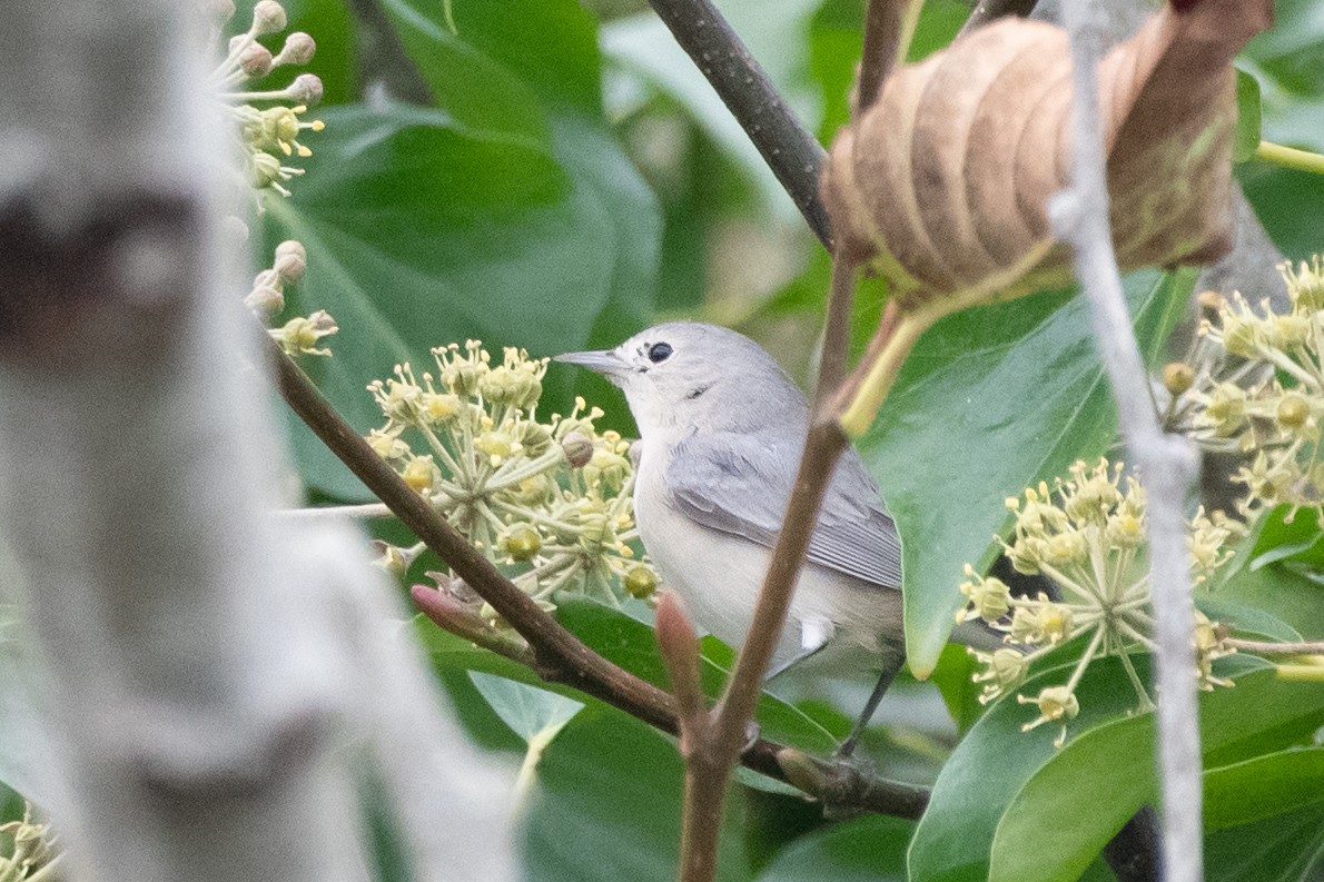 Lucy's Warbler - Kayla McCurry