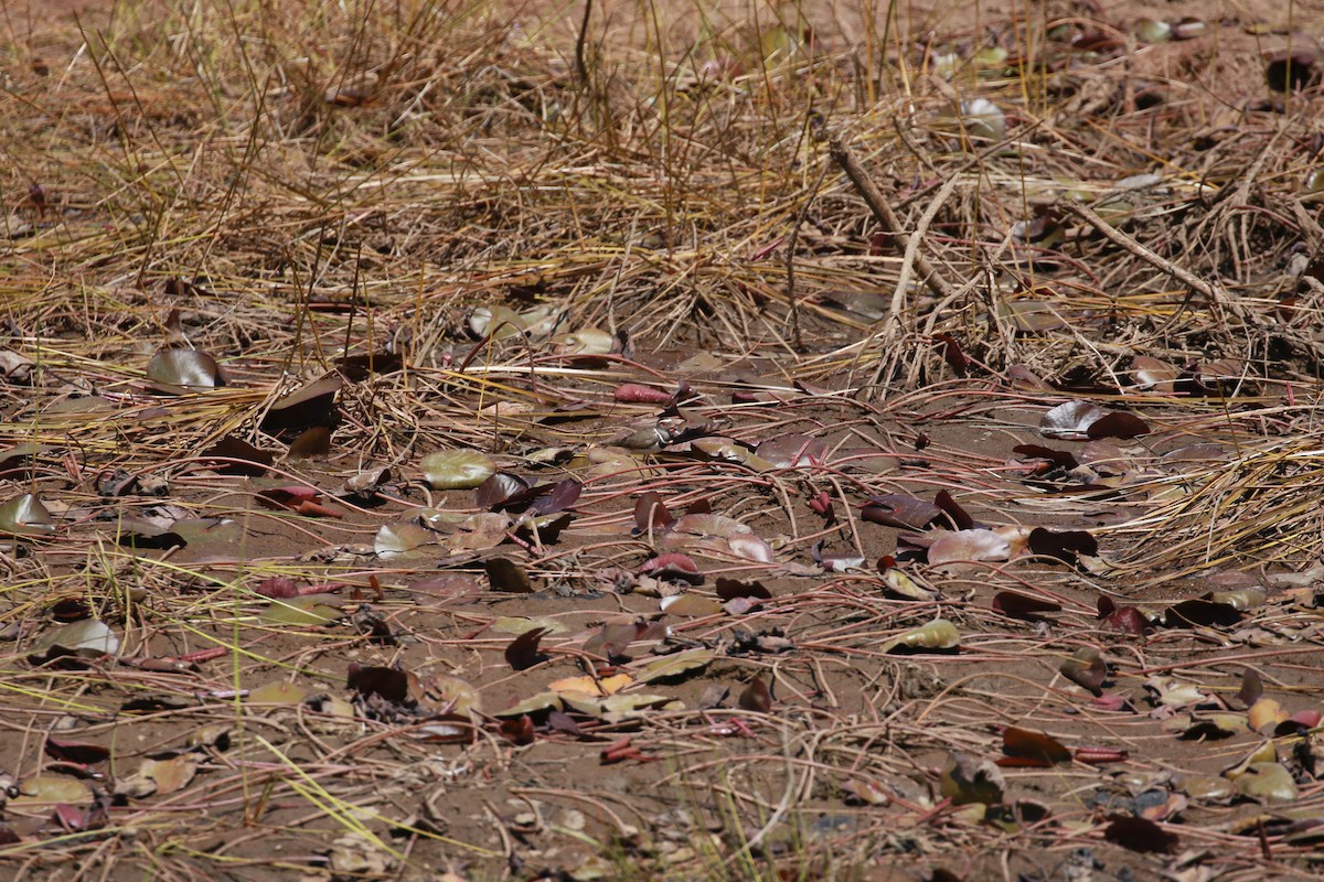 Three-banded Plover (Madagascar) - ML508203841