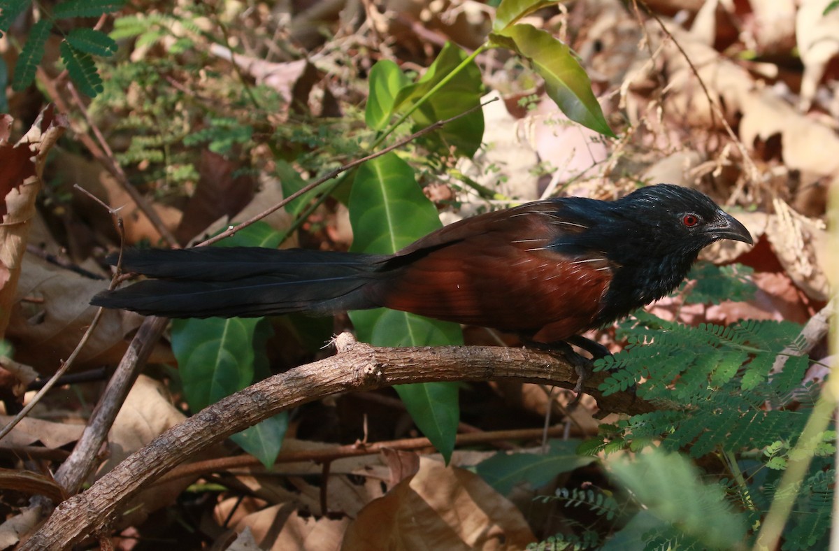 Coucal toulou - ML508206111