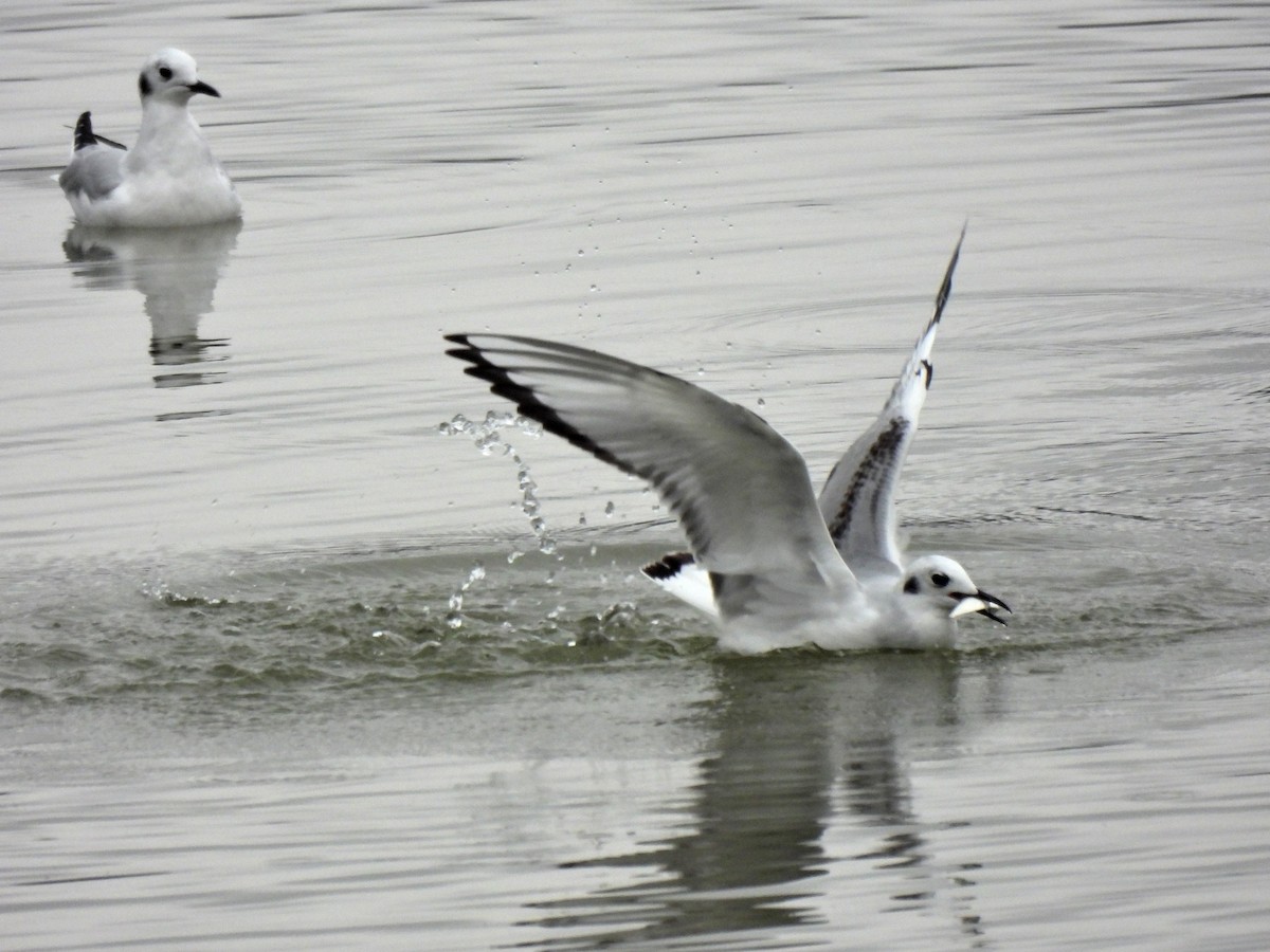 eBird Checklist - 28 Nov 2022 - Brookville Lake--Quakertown Marina - 12 ...