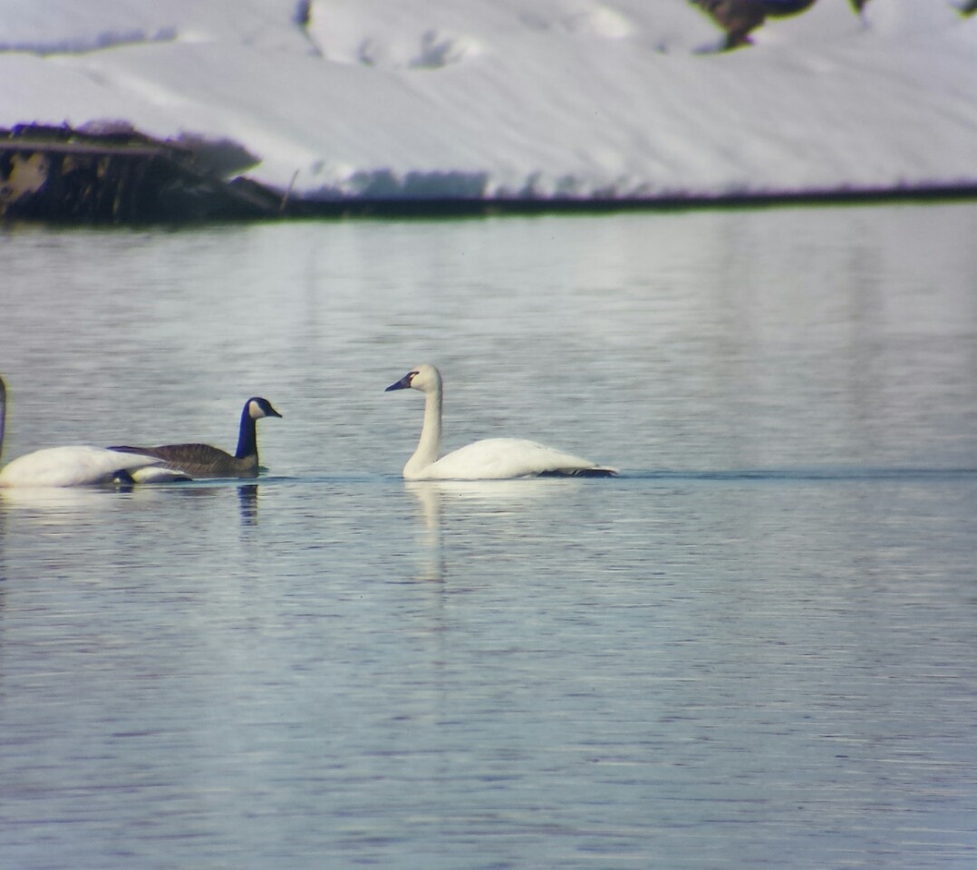 Tundra Swan - ML50821221