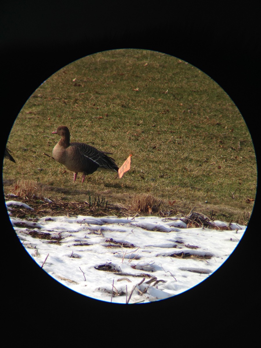 Pink-footed Goose - ML50821331