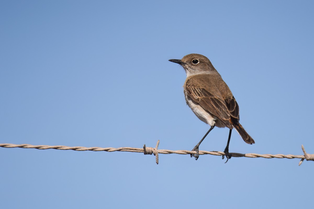 Sickle-winged Chat - ML508213811