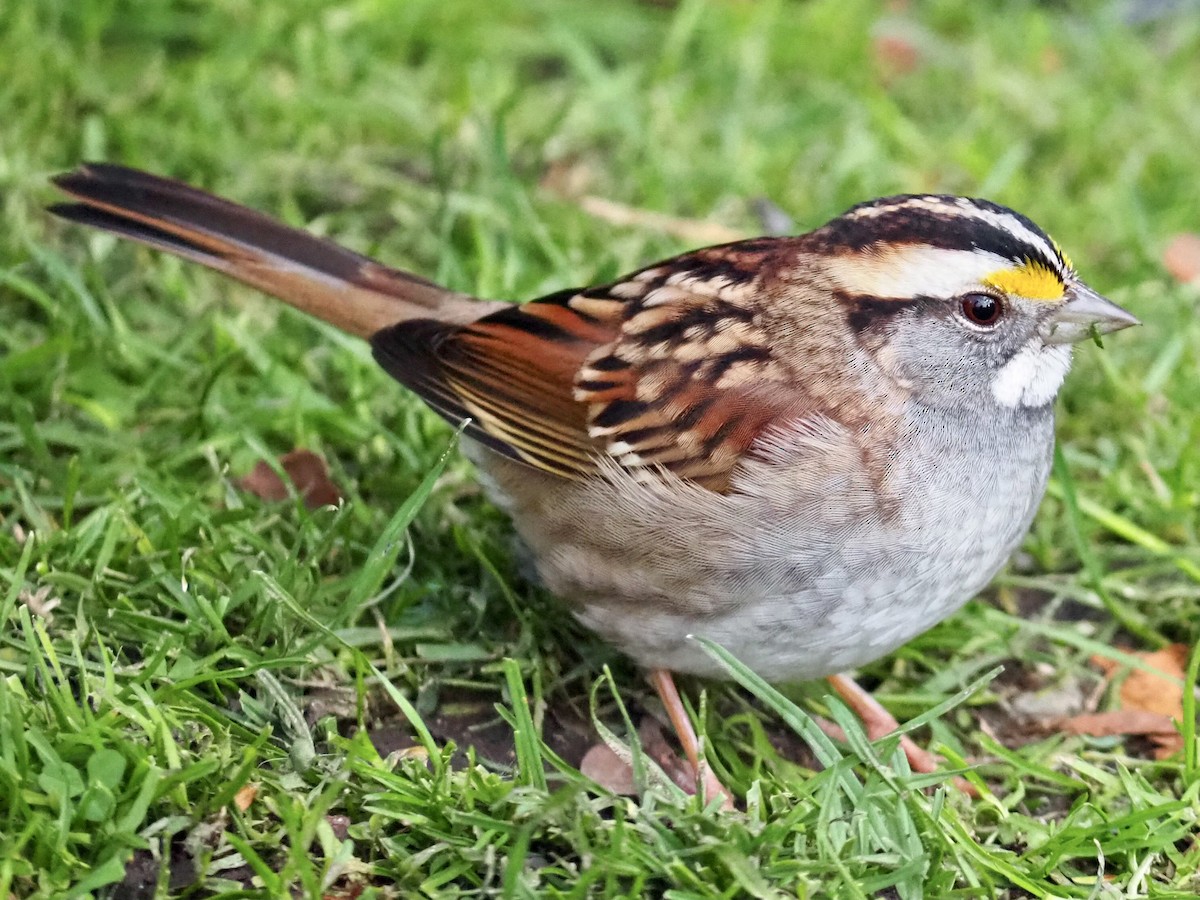 White-throated Sparrow - ML508219671