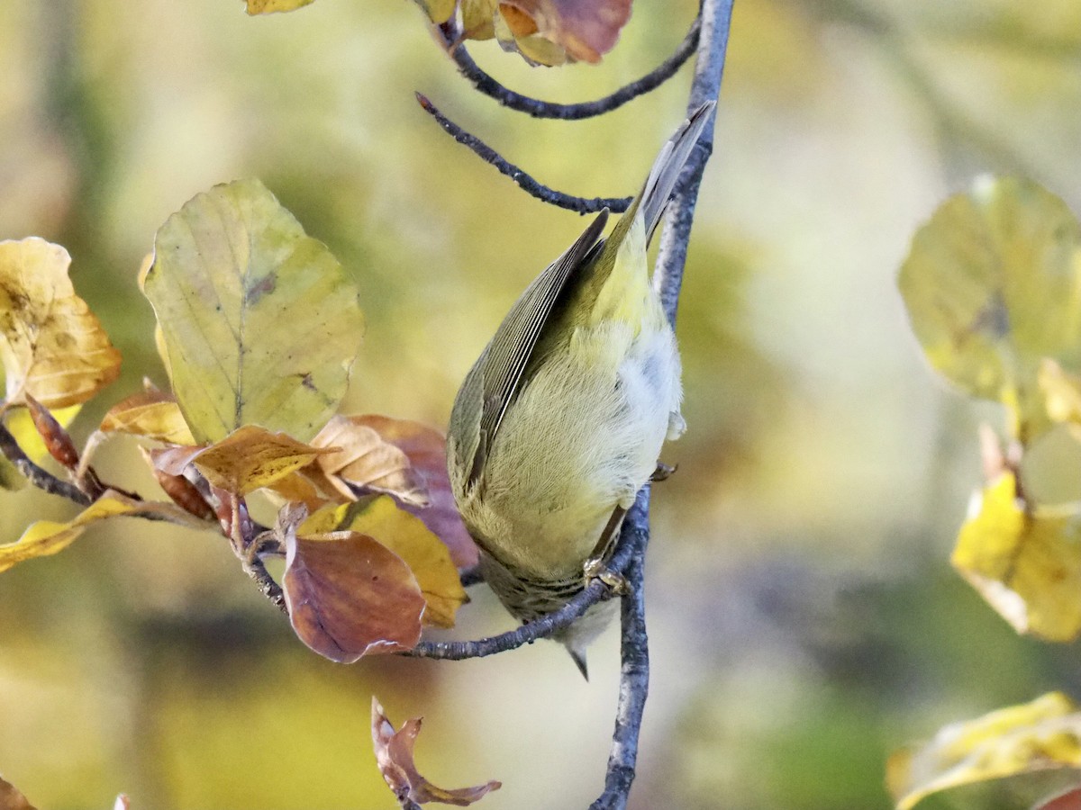 Orange-crowned Warbler - ML508219751