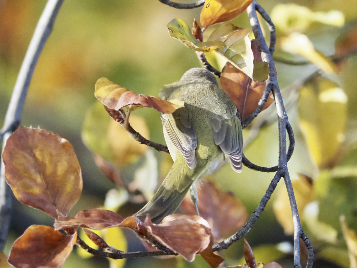 Orange-crowned Warbler - ML508219761
