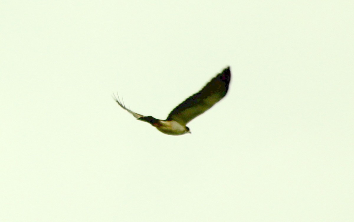 Short-tailed Hawk - ML508219821