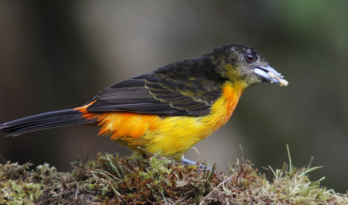Flame-rumped Tanager - ML508219921