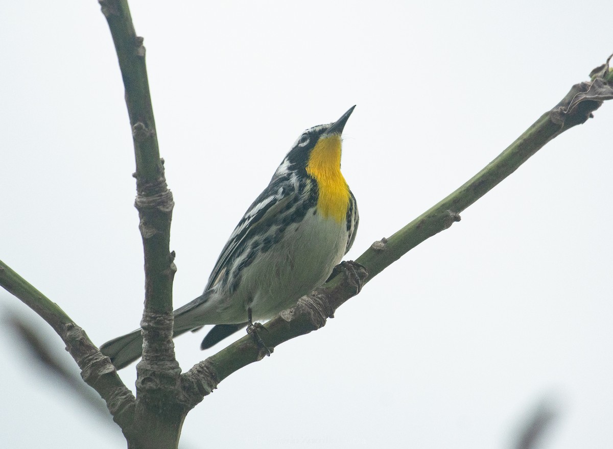 Yellow-throated Warbler - ML508219961